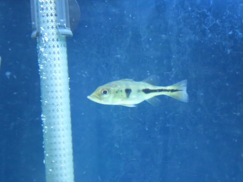fish099.jpg
