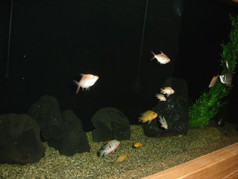 DSC02711.jpg