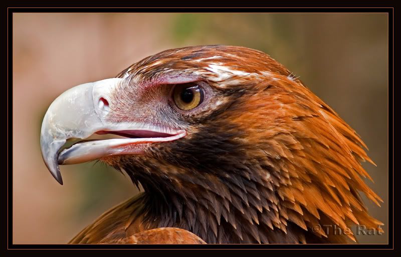 eagleheadshot4362.jpg