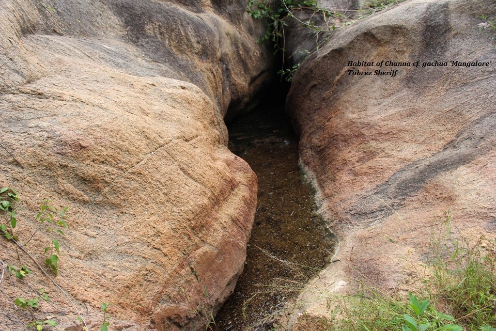 CgachuaMangaloreHabitat.jpg
