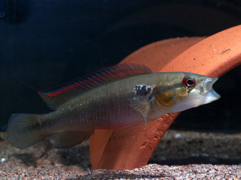 CreninicichlacfSaxatiliscuariem01.jpg