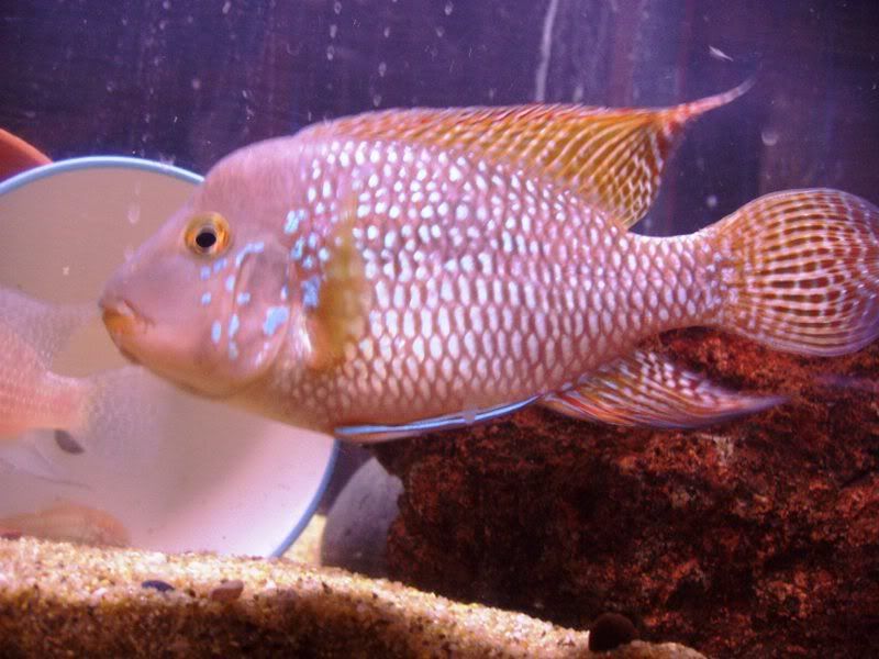 Brasiliensis-2.jpg
