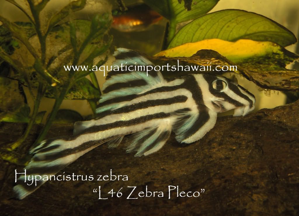 Zebraplecoonalogresize.jpg