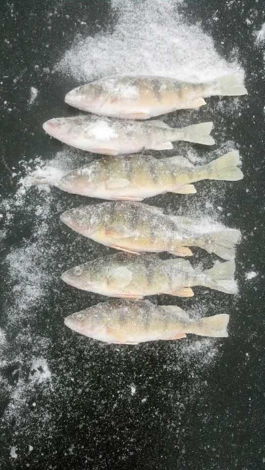 jumboperch_zpsefc6796c.jpg