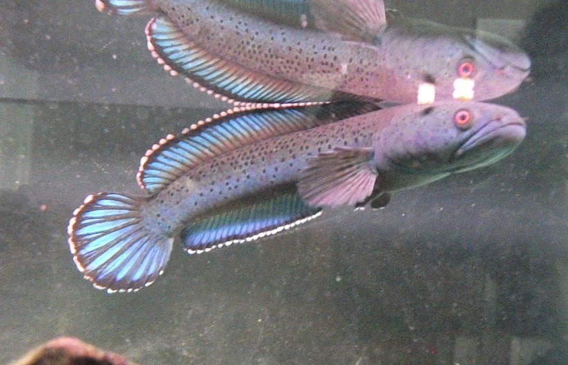 6032511497_451c3ae695_b.jpg
