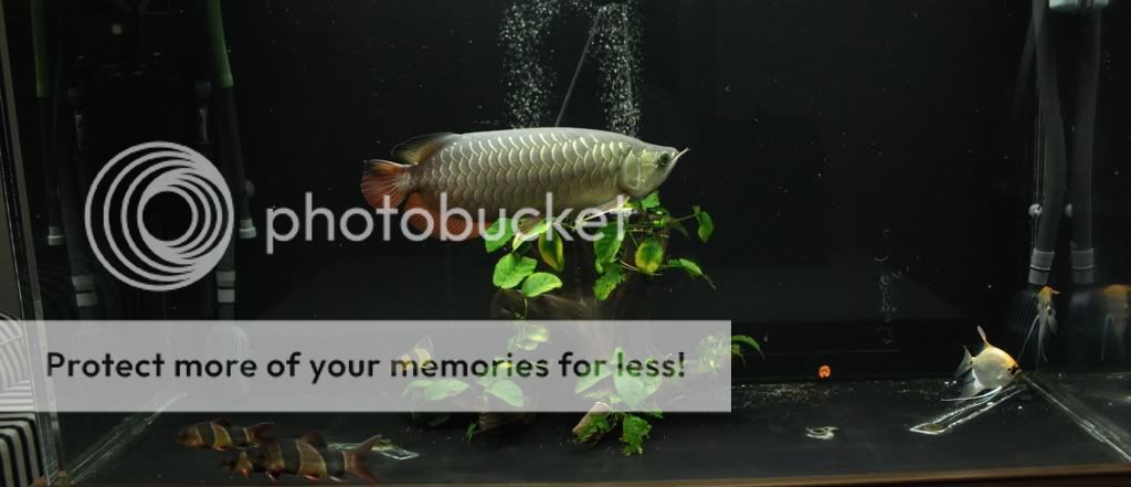 fulltankshot.jpg