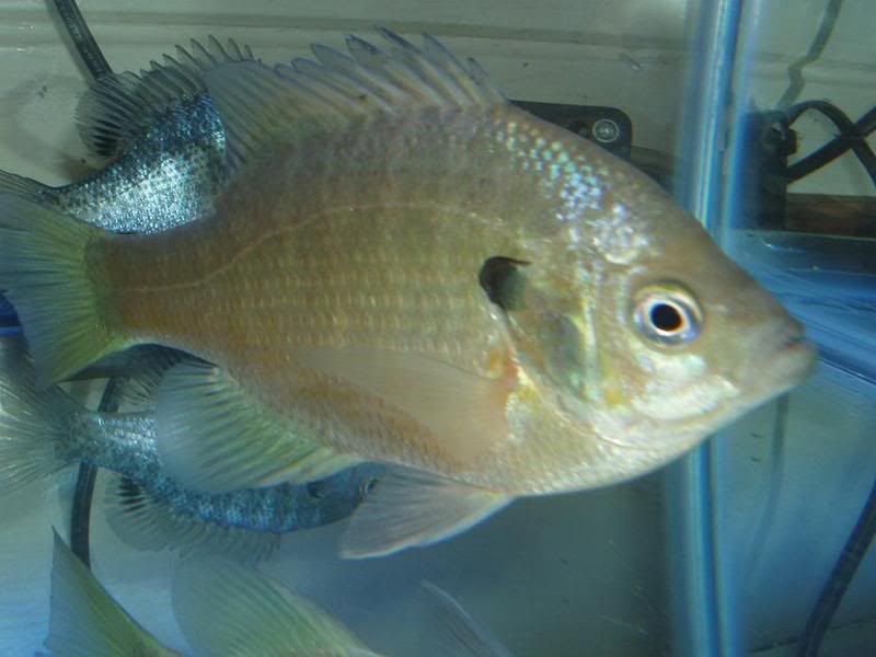 bluegill3.jpg