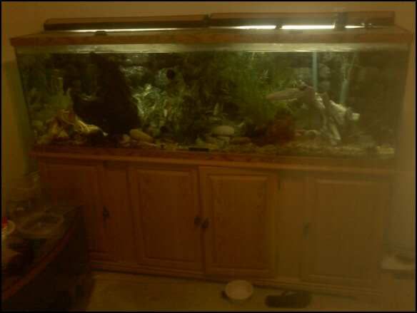 fishtank.jpg