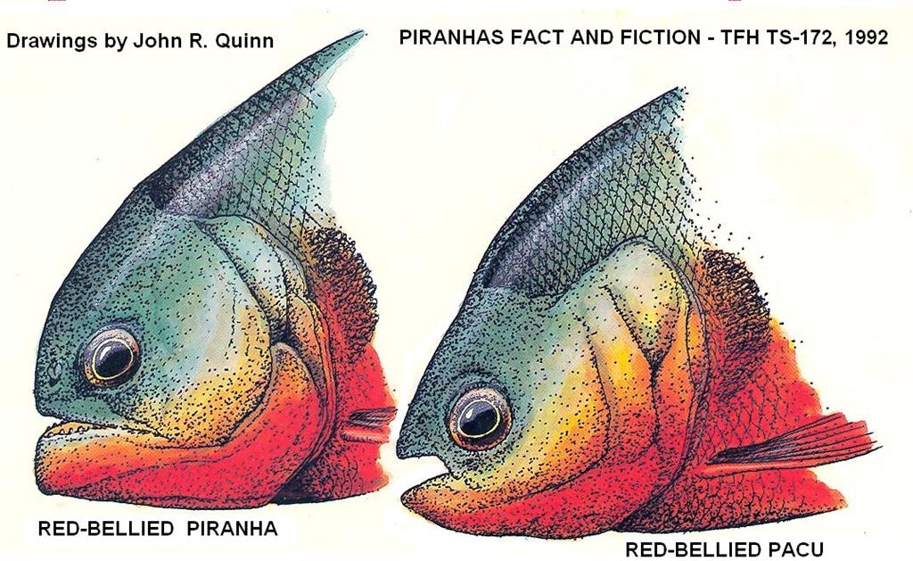 pira_pacuhead.jpg
