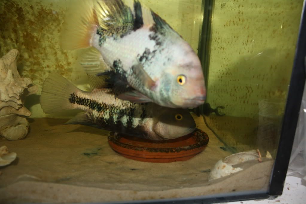 IMG_7923.jpg
