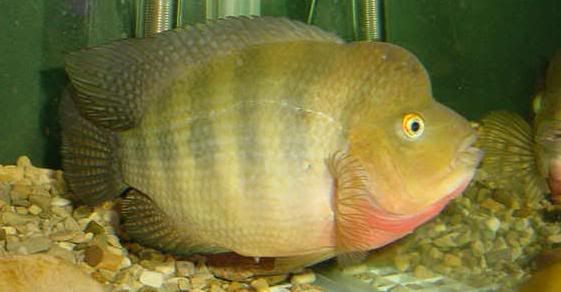091007amphilophusamarillo7.jpg