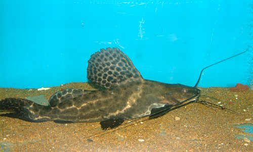 leiarius_pictus2.jpg