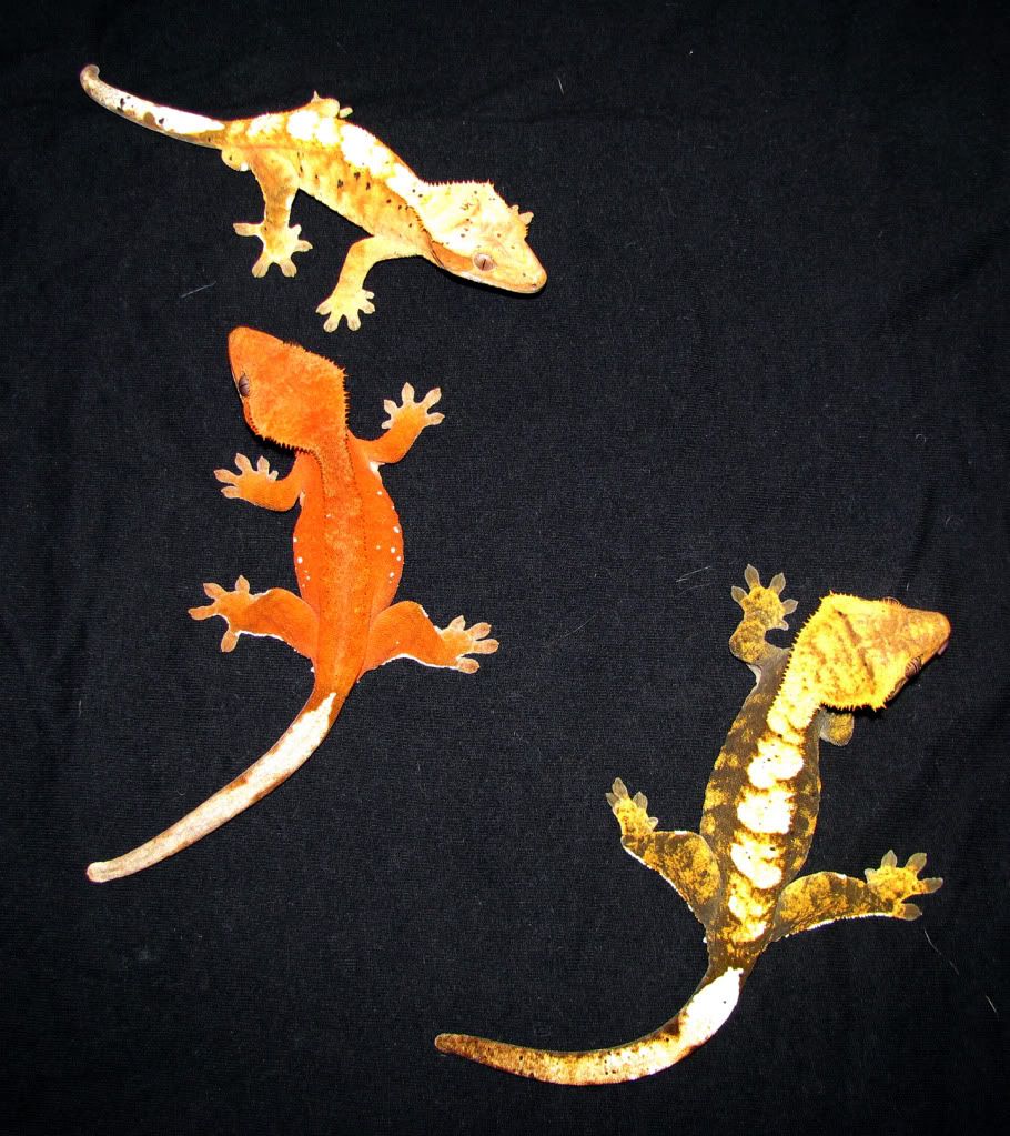 CrestedTrio3.jpg
