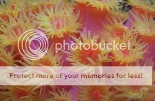 suncoral_open.jpg