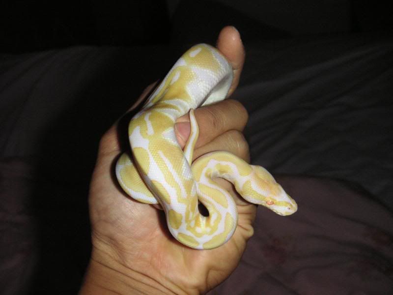 BallPythons003.jpg