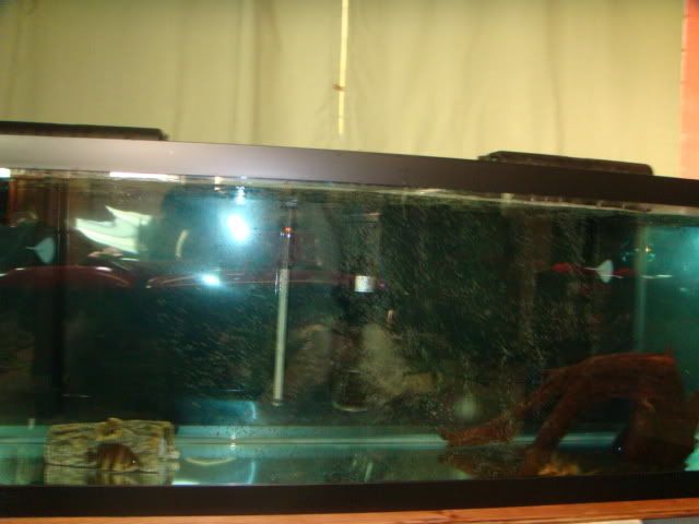 DSC01082.jpg