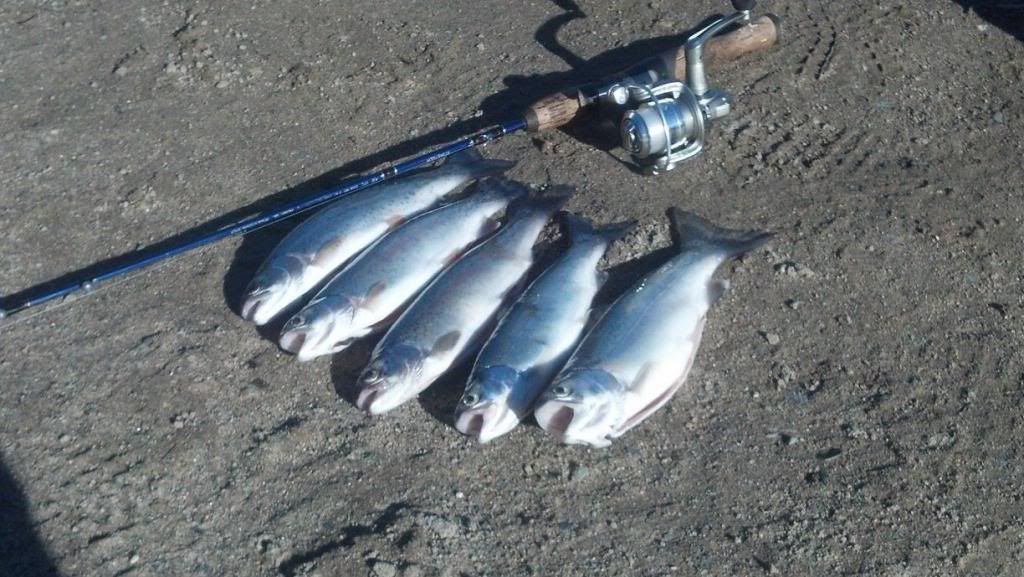 trout1_zpse630a8b1.jpg
