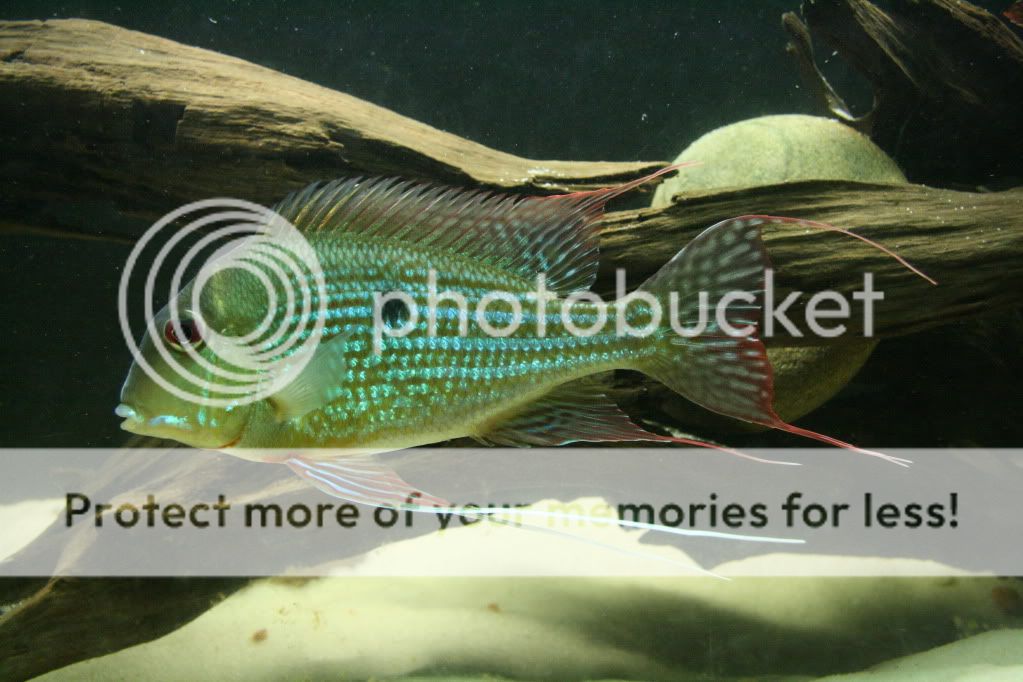 Geophagus_abalios_021110_02.jpg