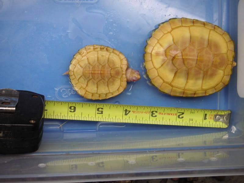 Turtle002.jpg