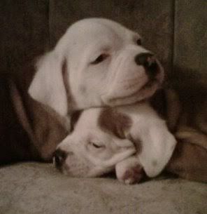 mylilbulls.jpg