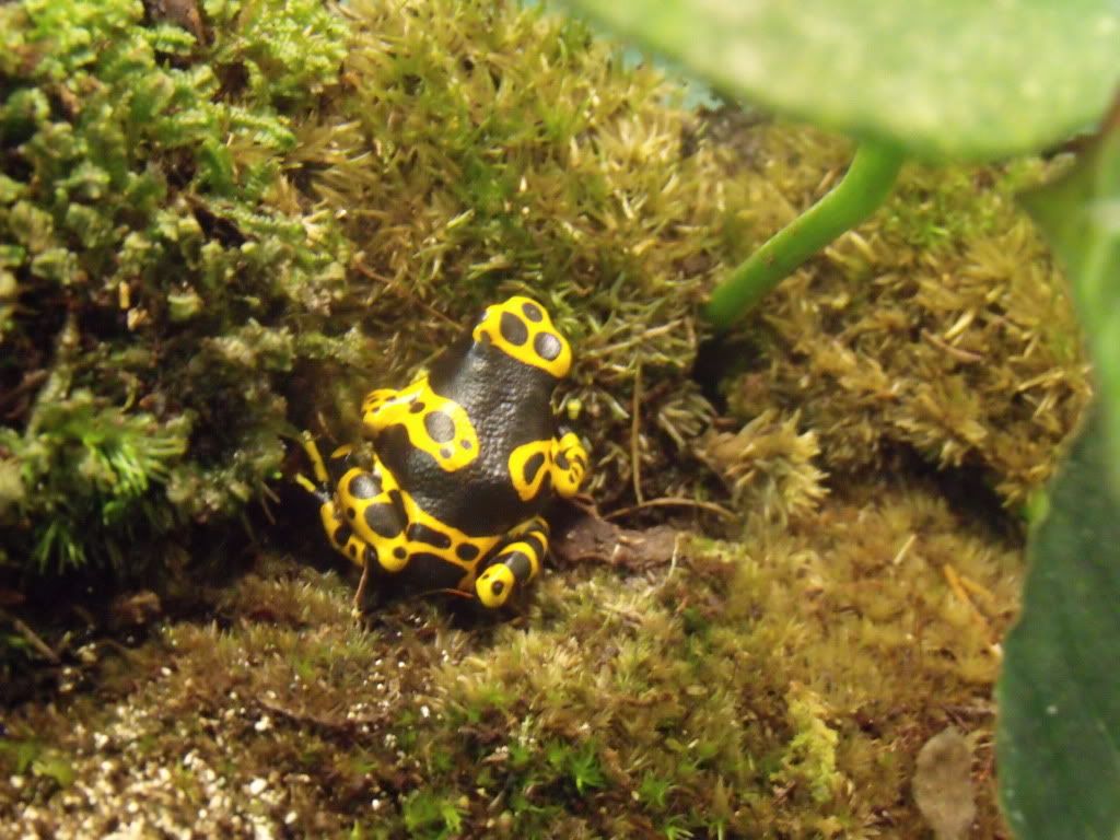 2010_0309firebellies0001.jpg