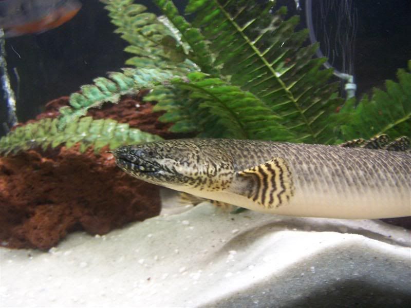 polypterus5.jpg