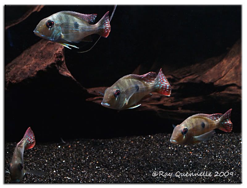 geophagus-abalios-02.jpg