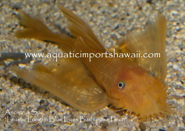Luesticpleco4.jpg
