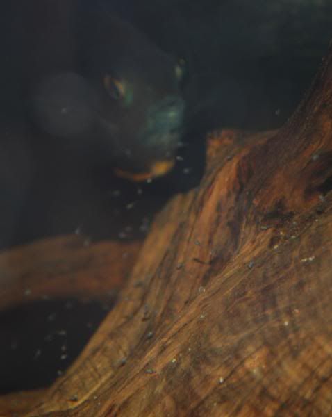 DSC_1109.jpg