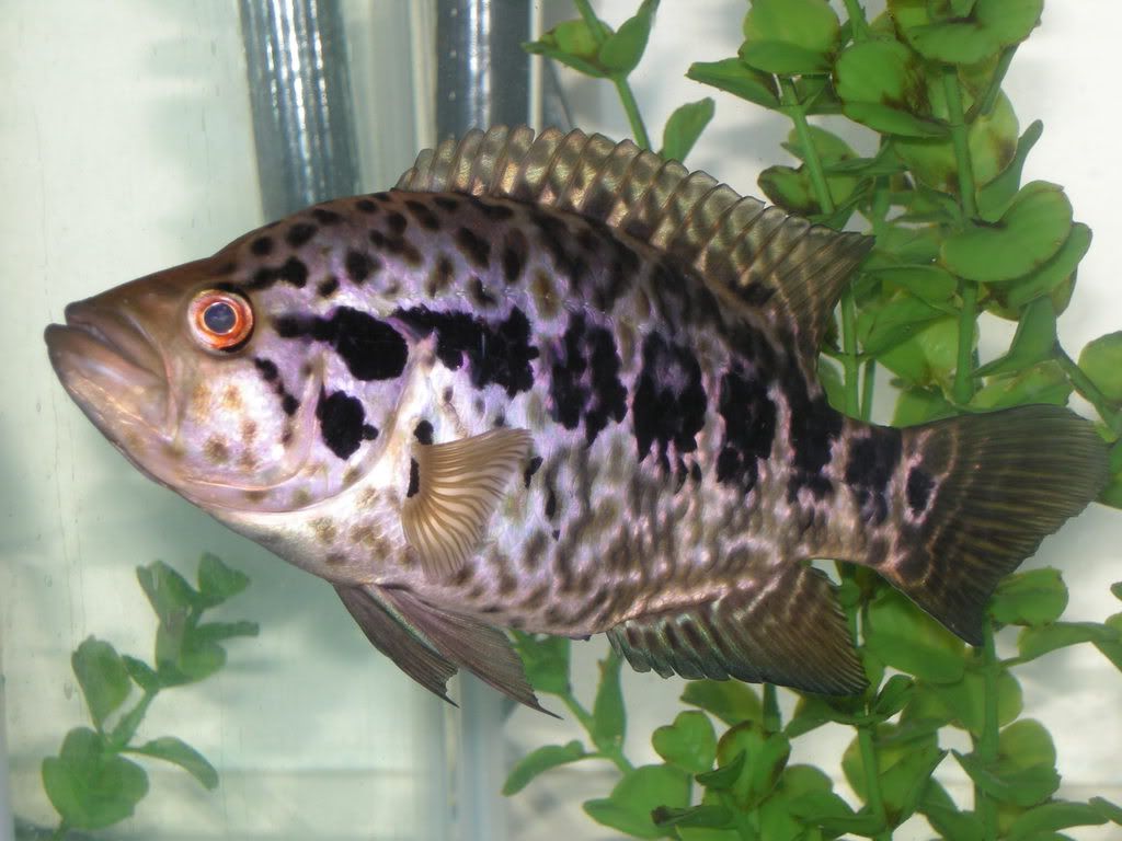 DSCN5990.jpg