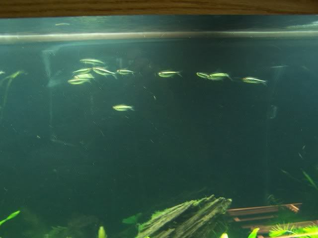 fishwall021.jpg