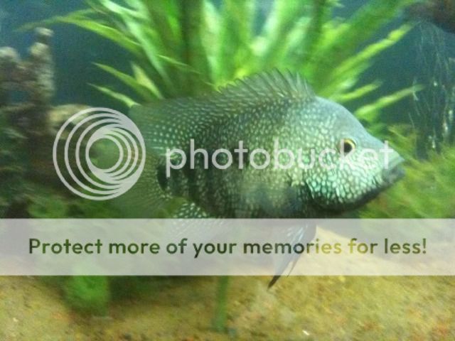 fish14.jpg