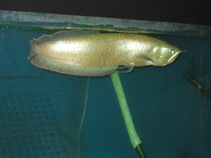 SilverArowana003.jpg