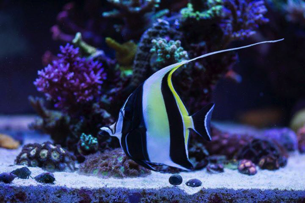 www.reef2reef.com