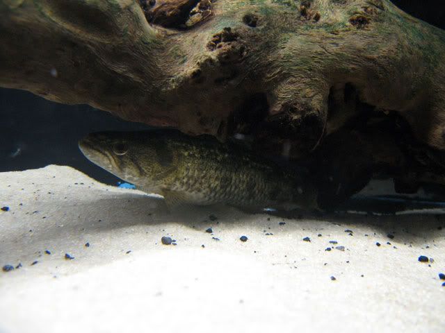 Hoplias-8inch13.jpg