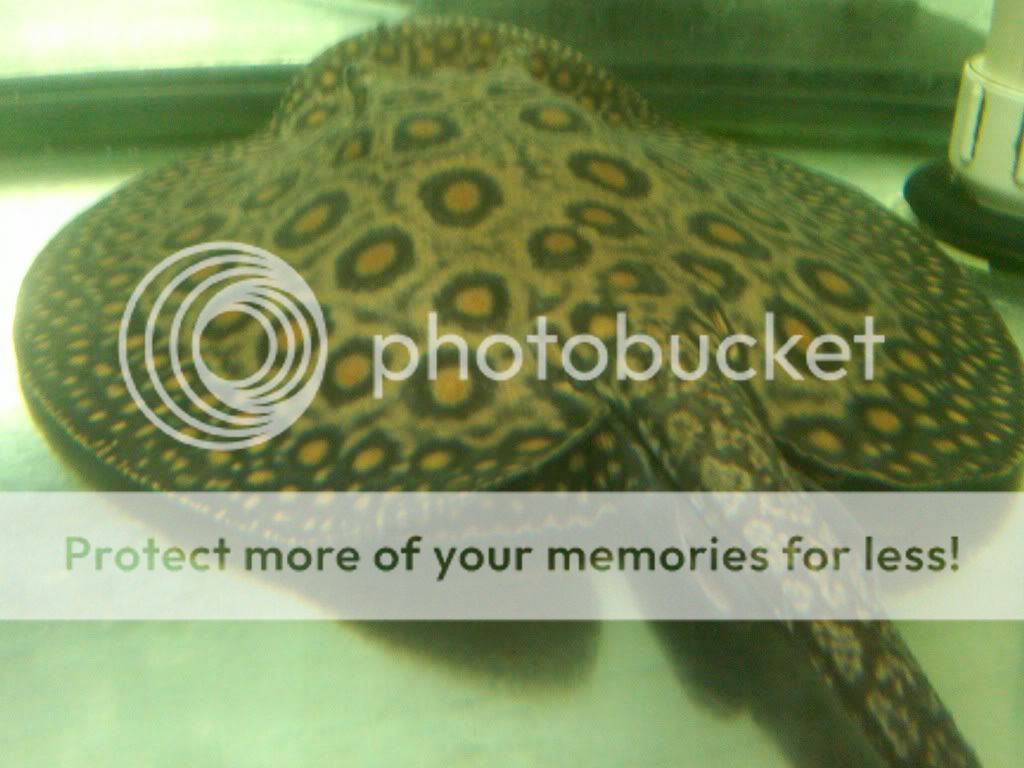 IMG00358-20110109-15338.jpg