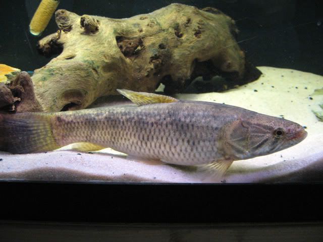 wolf-fish6.jpg