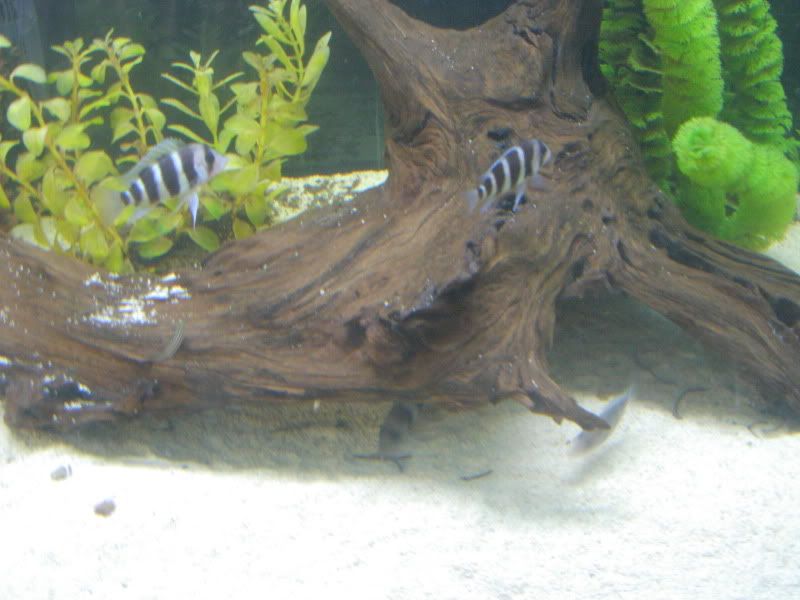 DSCN2572.jpg