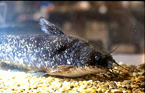 a_nebulosus.jpg