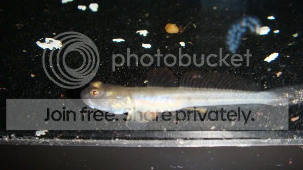 600goby.jpg