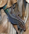 Phelsuma_barbouri_1.jpg