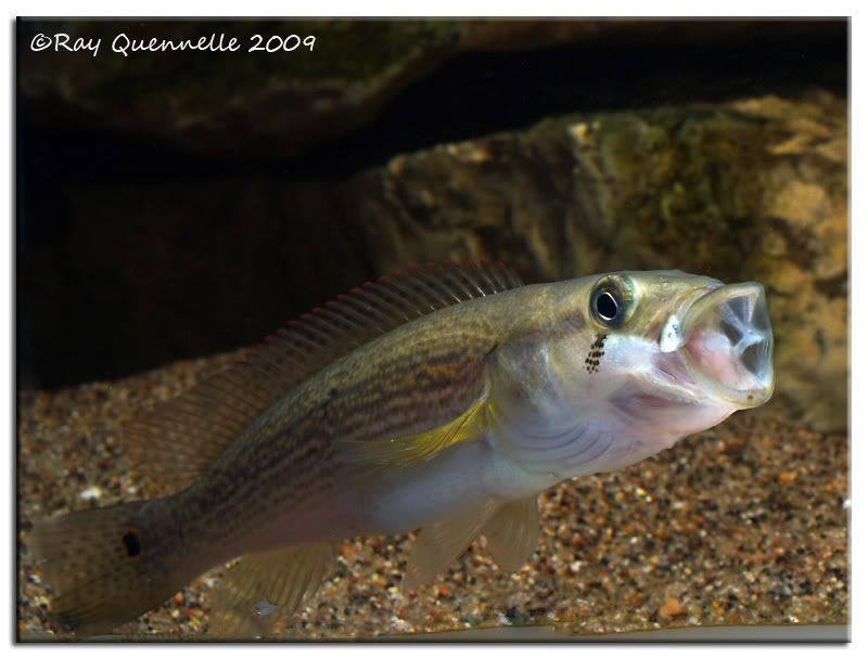 Crenicichla-Scotti-01.jpg