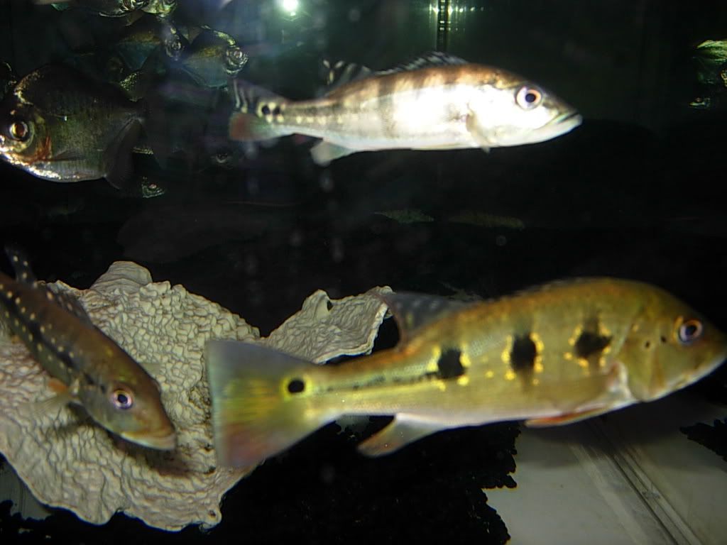 peacockbassschool024.jpg