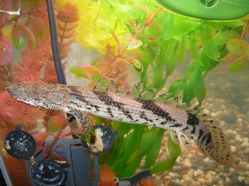 9Bichir.jpg
