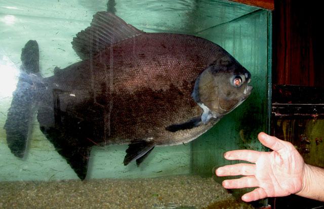 0909queensfishcloseup.jpg