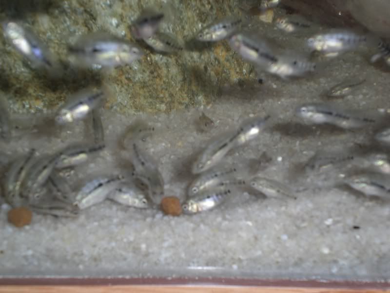 CIMG0816-1.jpg