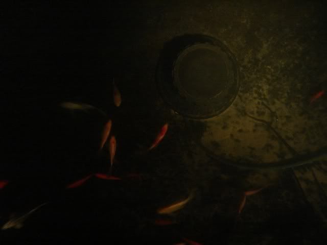 DSC00110.jpg