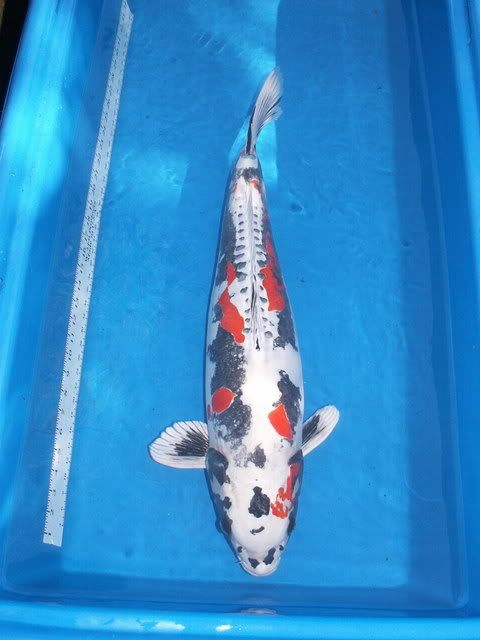 koiOct12007065.jpg
