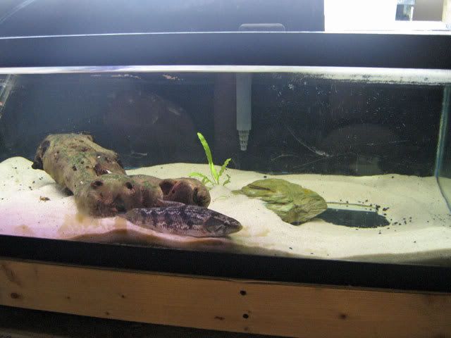 Wolf-Fish-1-1.jpg