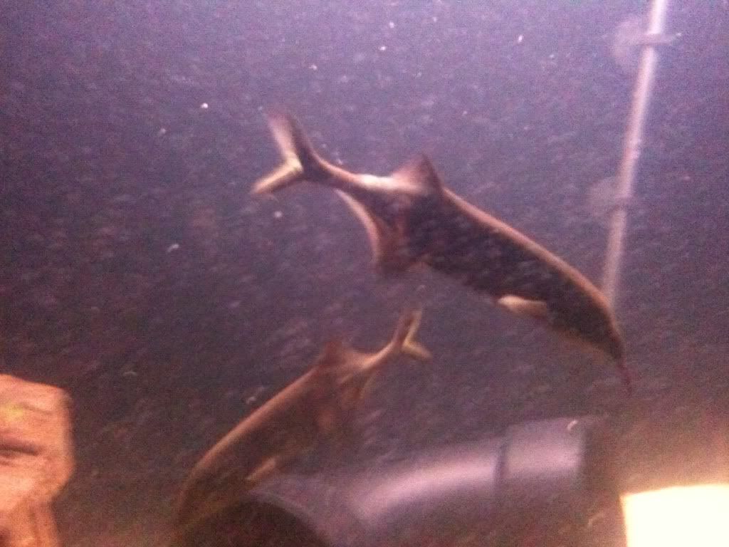 Picture003.jpg